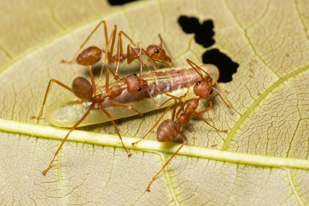 weaver ant and caterpillar